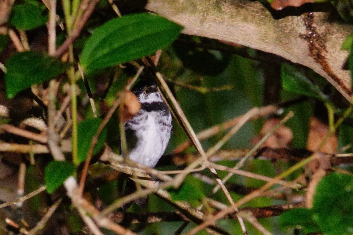 Variable Seedeater - Gonzalo Trujillo Trujillo