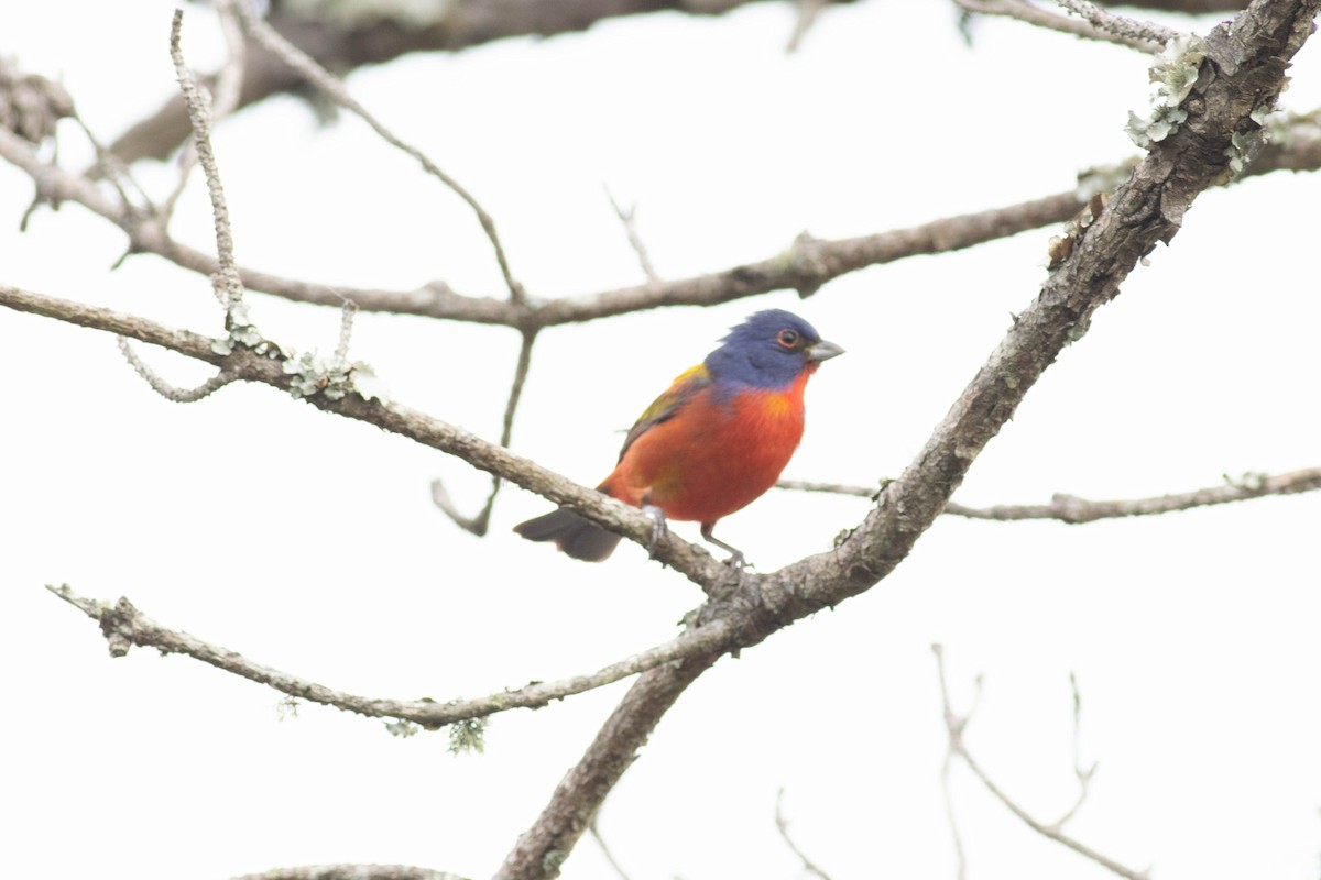 Painted Bunting - ML618776737