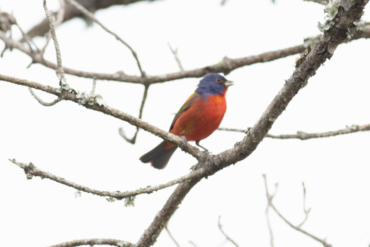 Painted Bunting - ML618776738