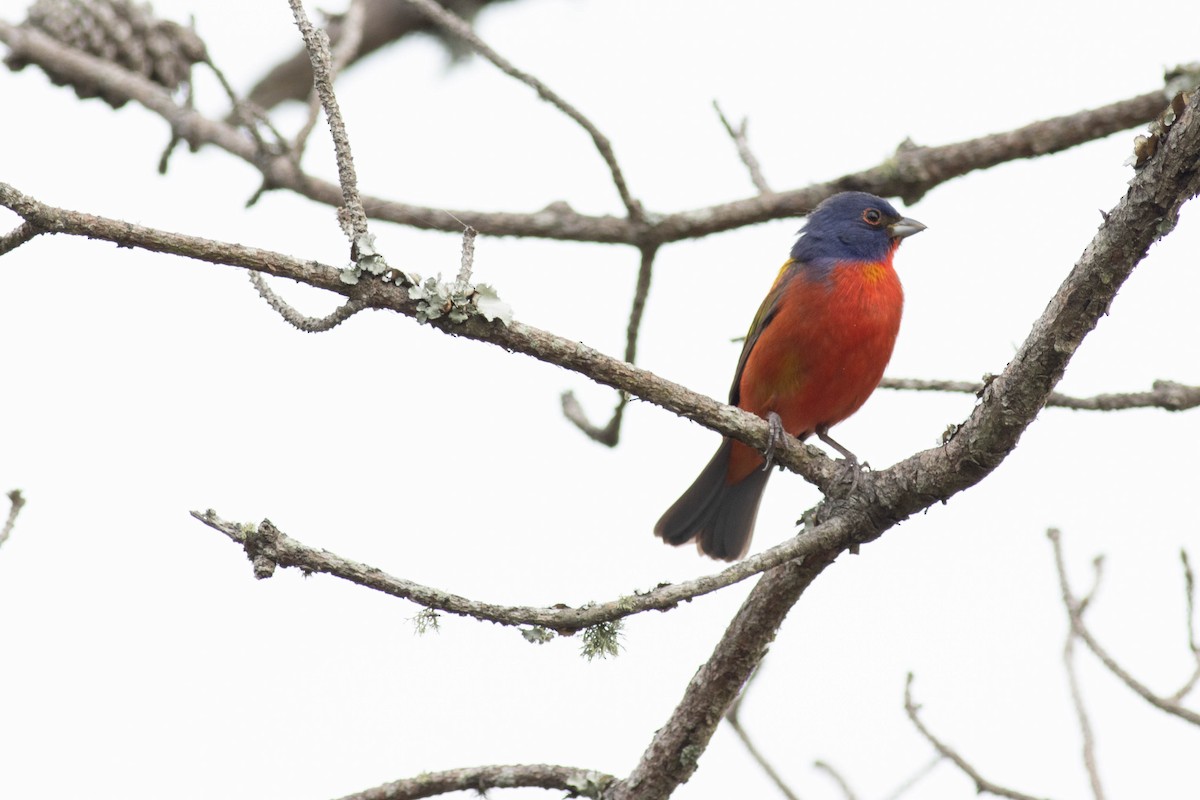 Painted Bunting - ML618776739