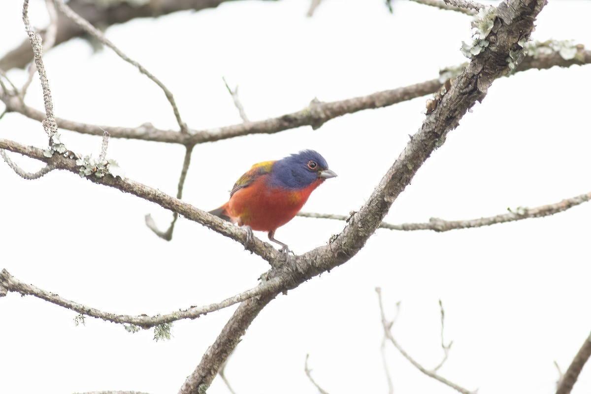 Painted Bunting - ML618776740