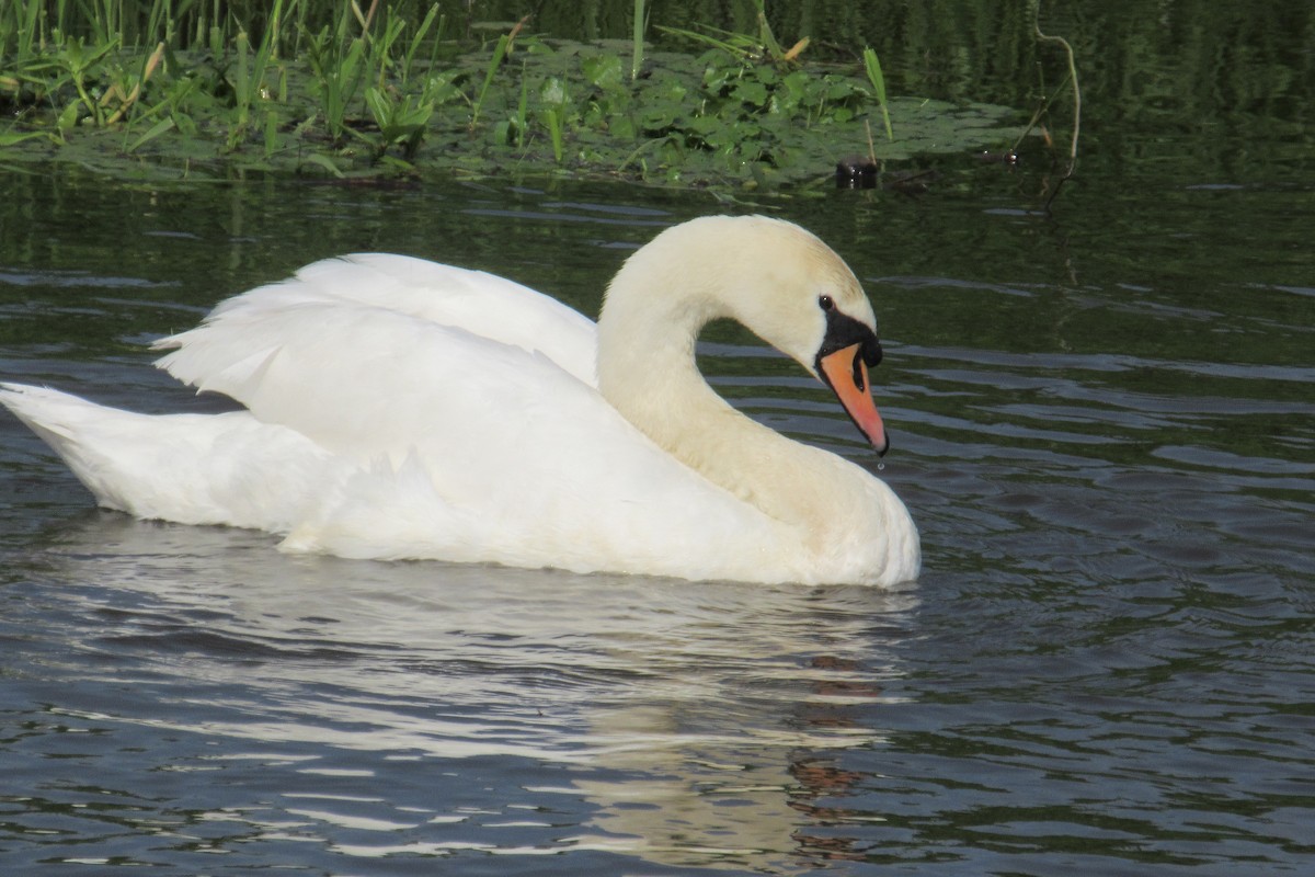 Mute Swan - Alex Press