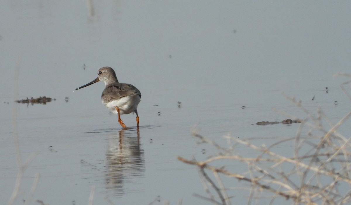 Terek Sandpiper - Jon Iratzagorria Garay