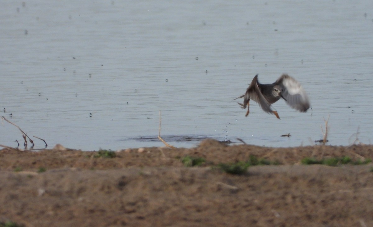 Terek Sandpiper - Jon Iratzagorria Garay