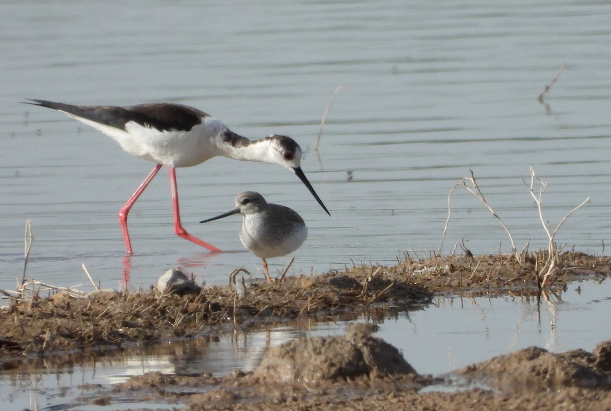 Terek Sandpiper - Jon Iratzagorria Garay