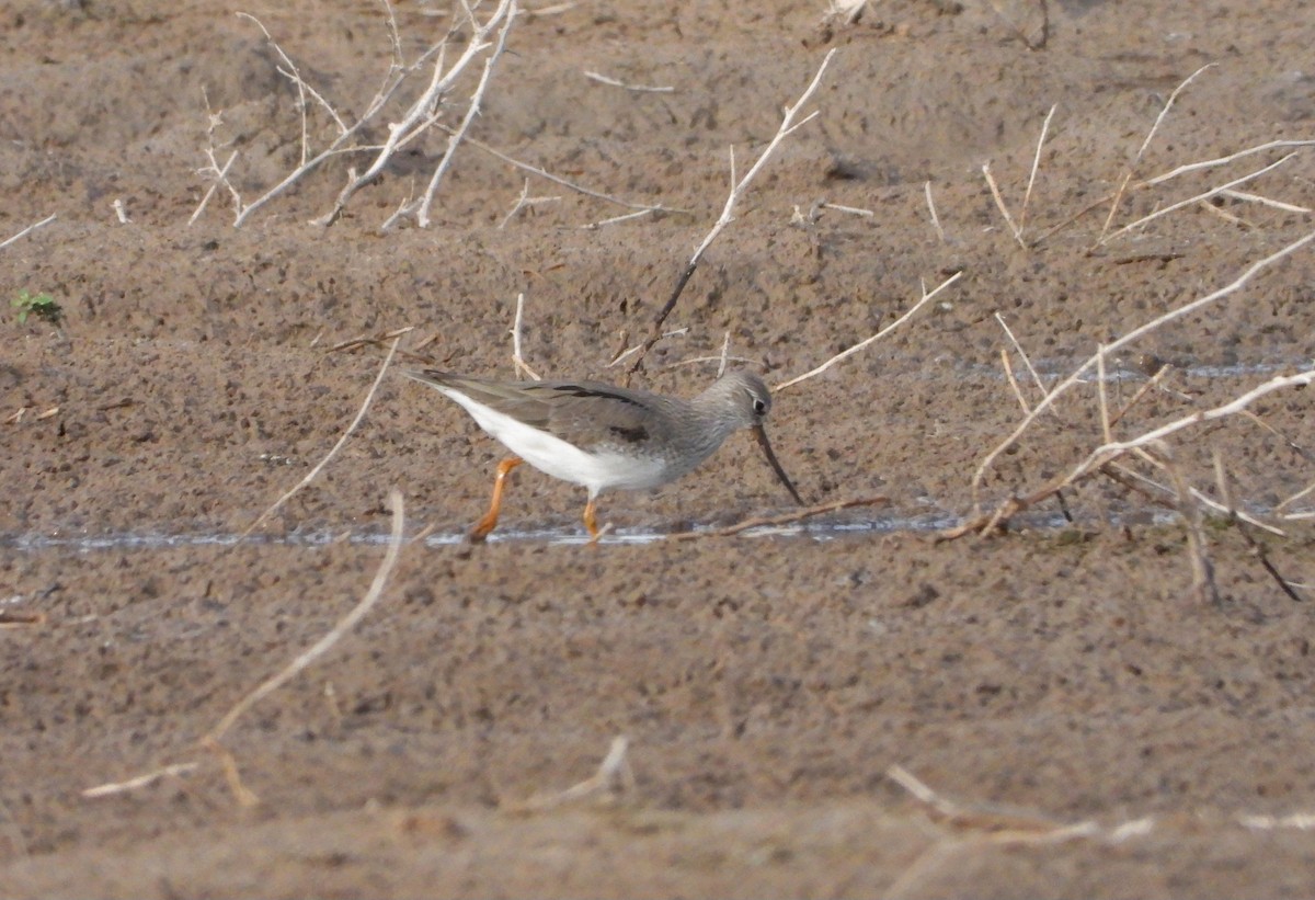 Terek Sandpiper - Jon Iratzagorria Garay