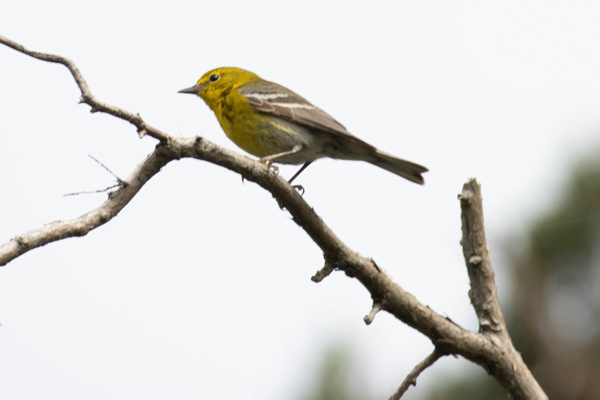 Pine Warbler - ML618776758