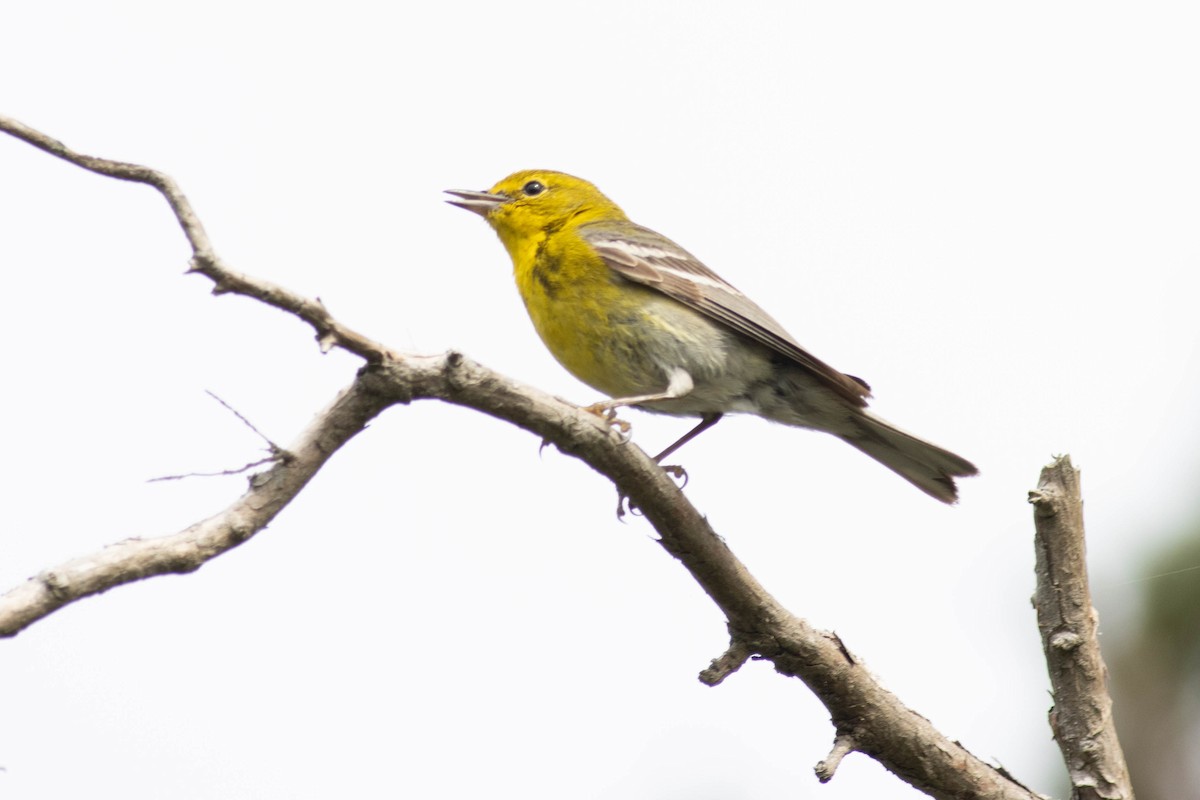 Pine Warbler - Ed Vigezzi