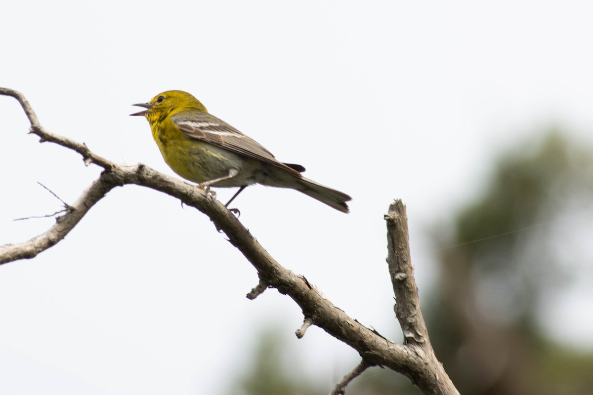 Pine Warbler - Ed Vigezzi