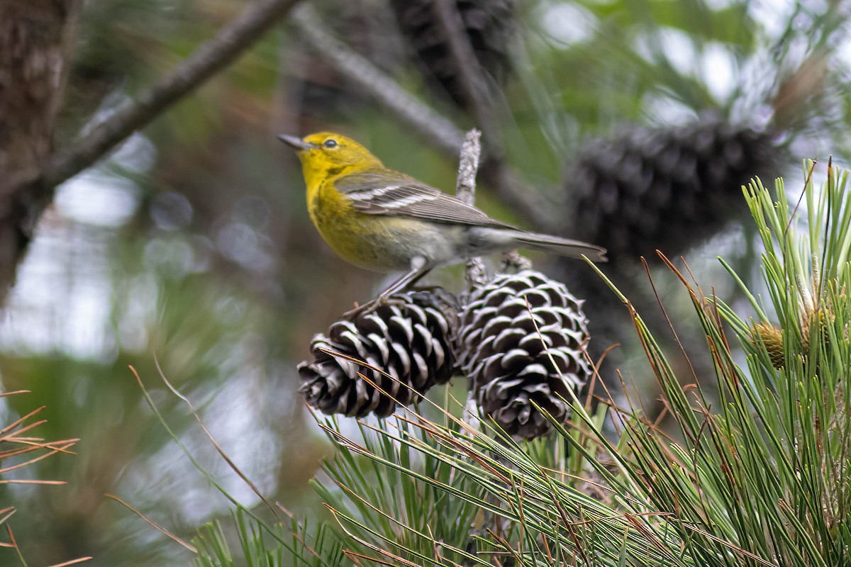 Pine Warbler - Ed Vigezzi