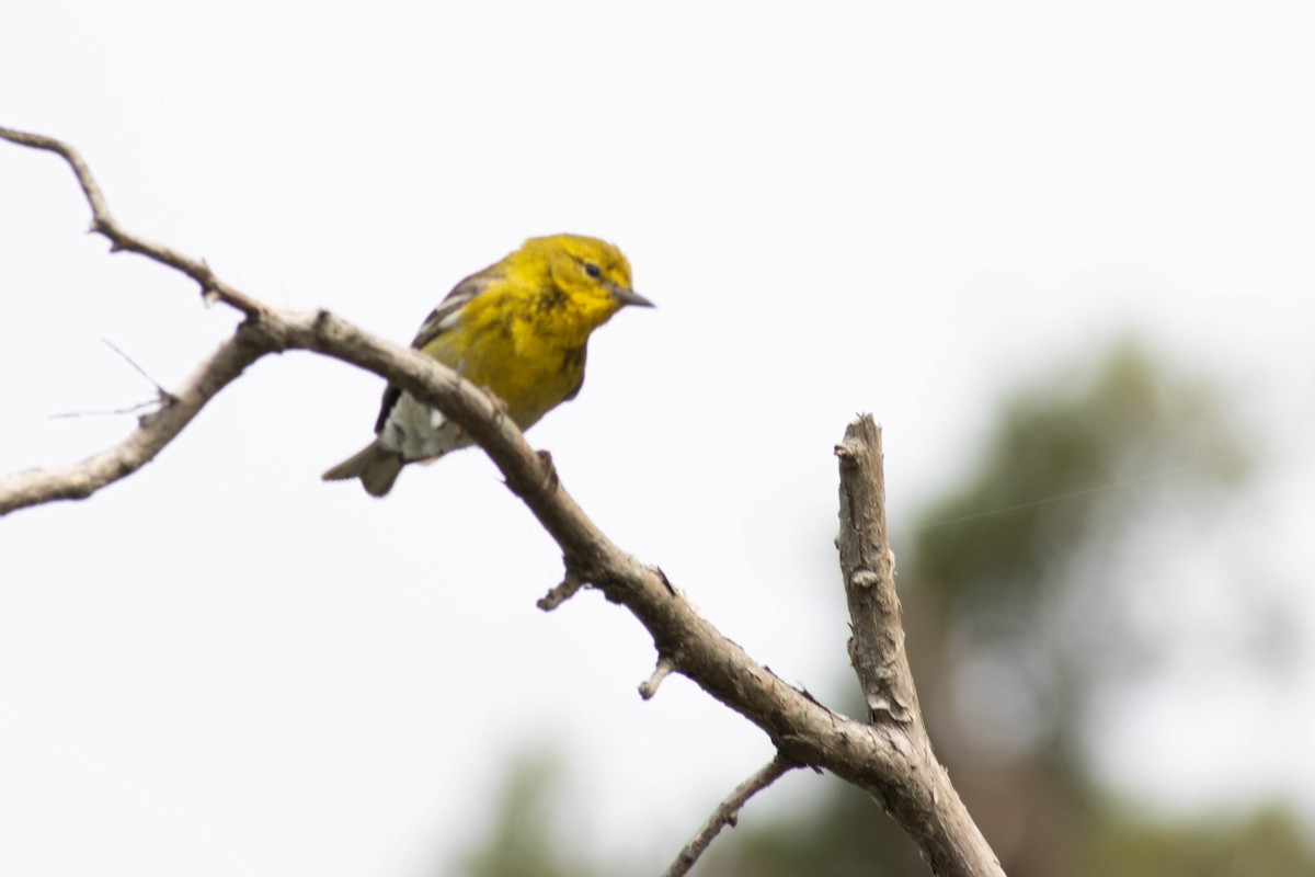 Pine Warbler - ML618776763