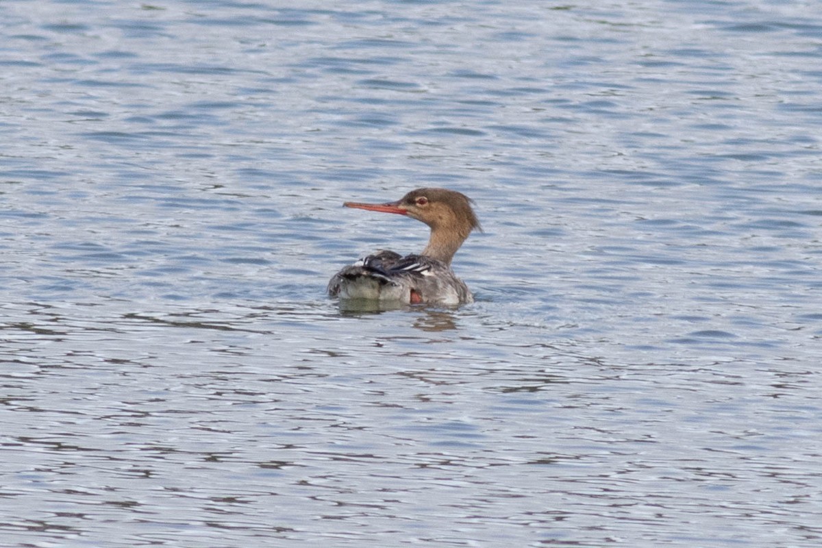 Red-breasted Merganser - ML618776771