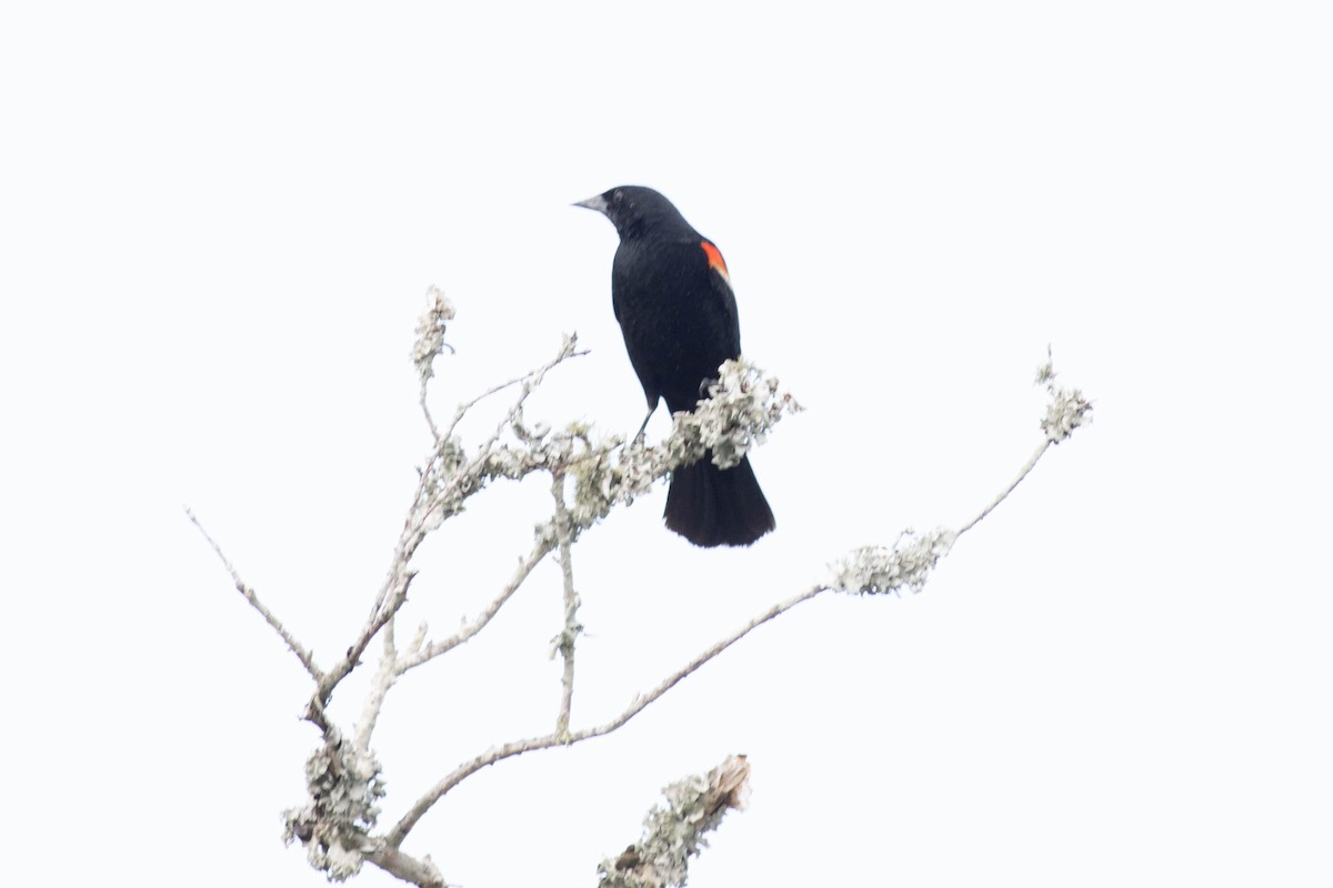 Red-winged Blackbird - ML618776788