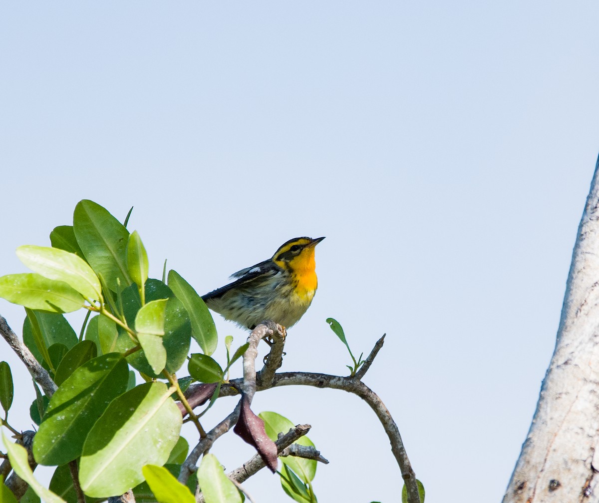 Blackburnian Warbler - ML618776791