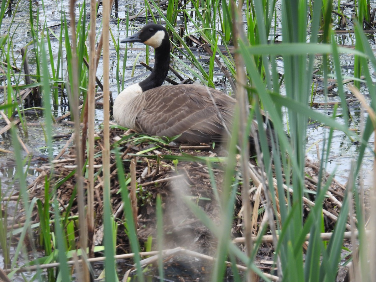 Canada Goose - Rich Ziegler