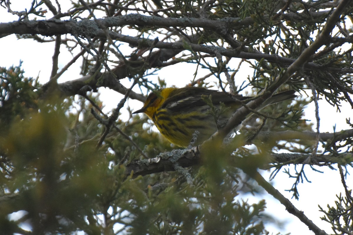 Cape May Warbler - James Thompson