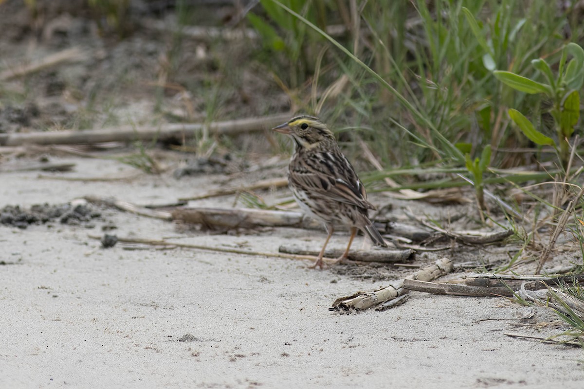 Savannah Sparrow - ML618776798