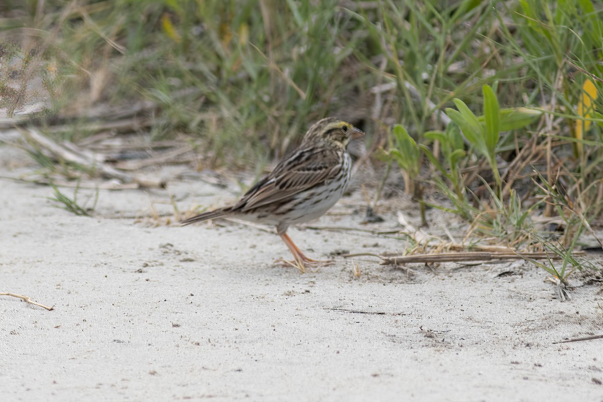 Savannah Sparrow - ML618776799