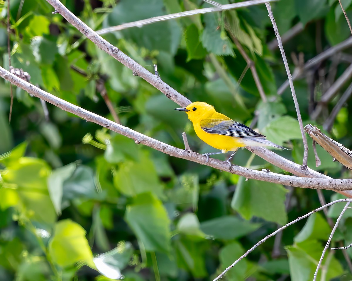 Prothonotary Warbler - ML618776800