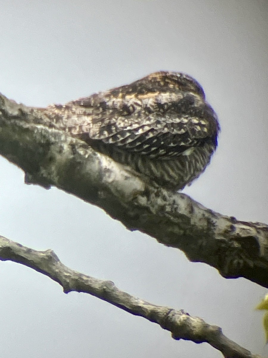 Common Nighthawk - Don Clark