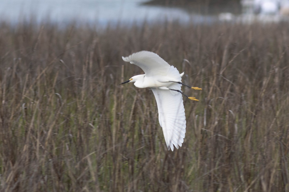 Snowy Egret - ML618776819