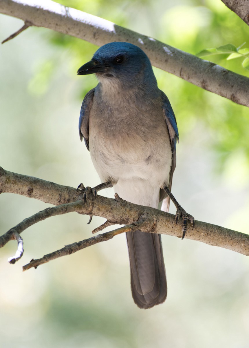 Mexican Jay - Leslie Holzmann