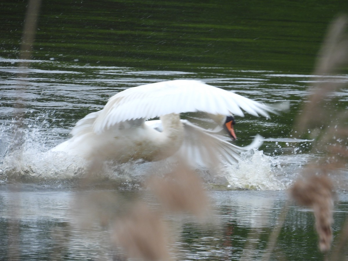 Mute Swan - Rich Ziegler