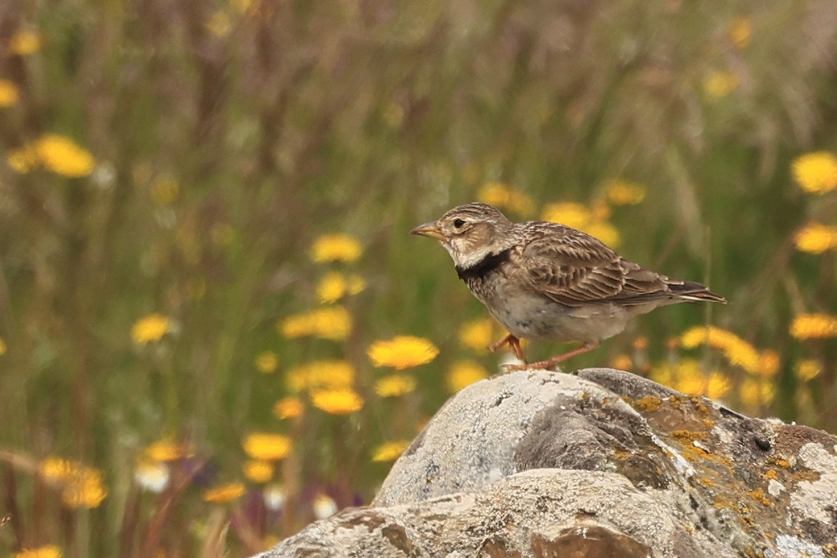 Calandra Lark - ML618776834