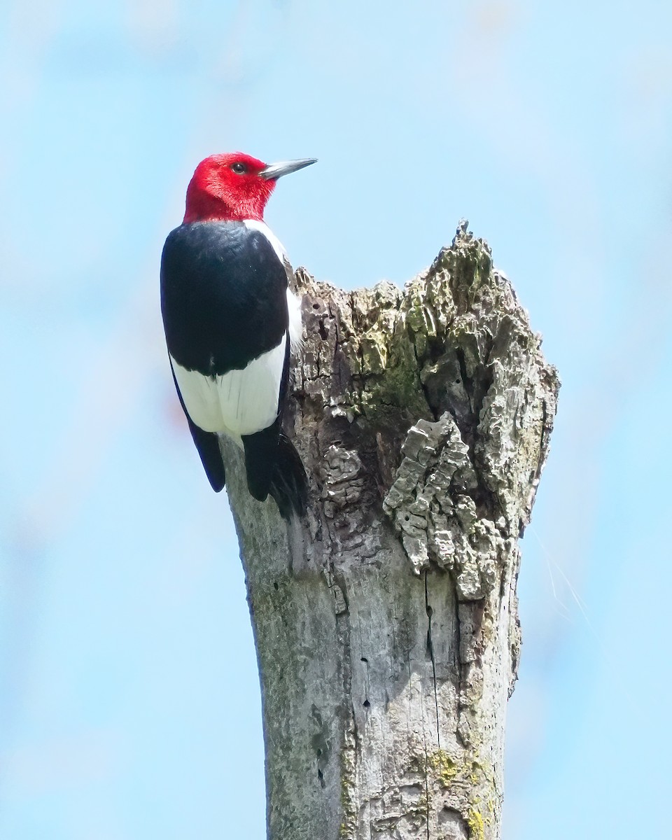 Red-headed Woodpecker - ML618776850