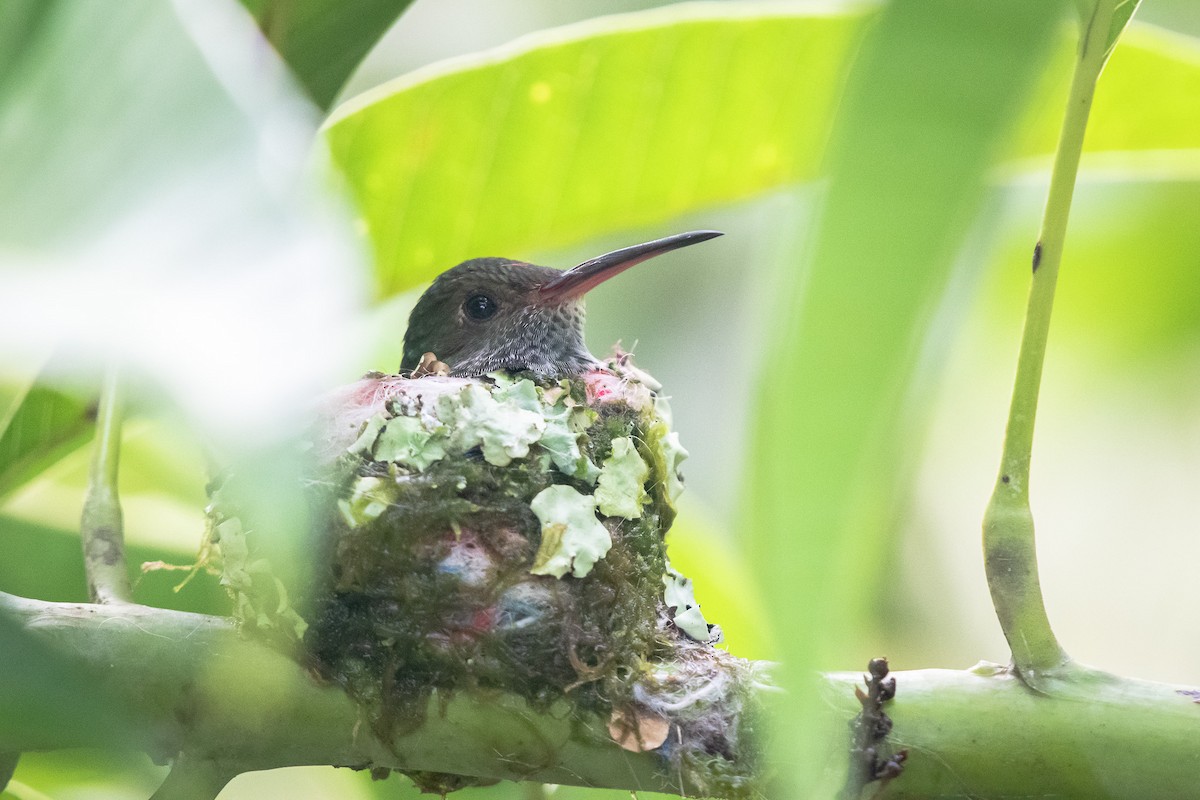 Rufous-tailed Hummingbird - Isaiah Rowe