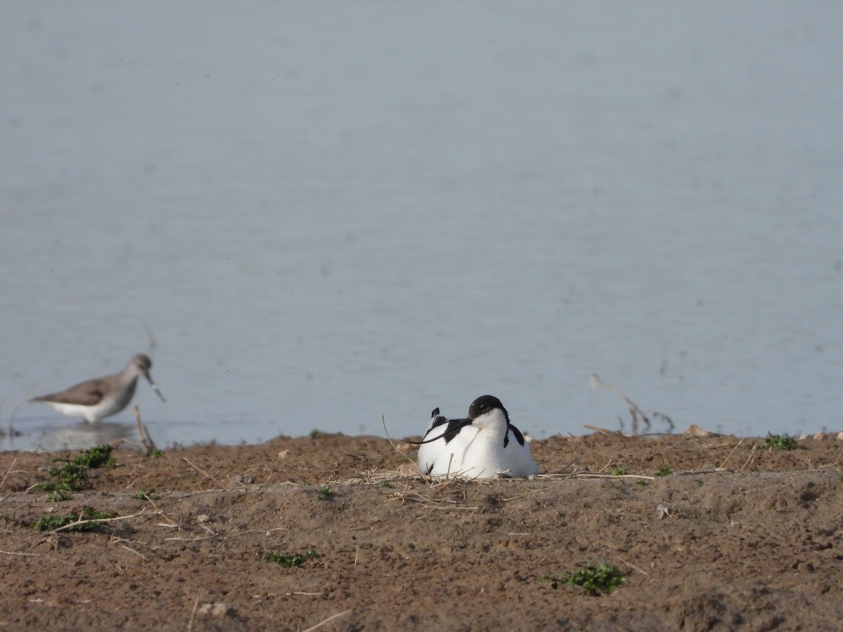 Avocette élégante - ML618776852