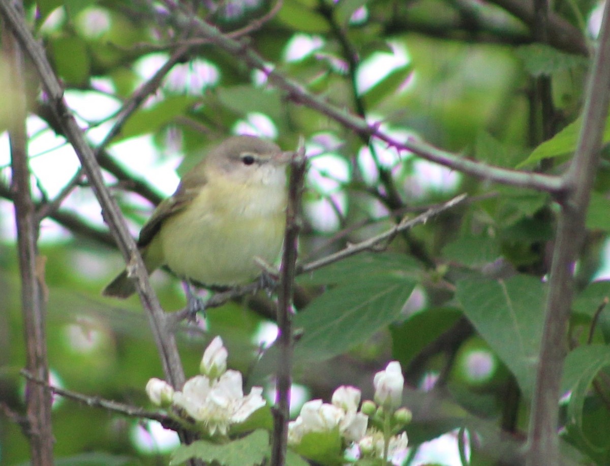 Bell's Vireo - Elain Hotovec