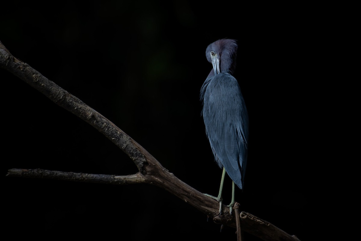 Little Blue Heron - Isaiah Rowe