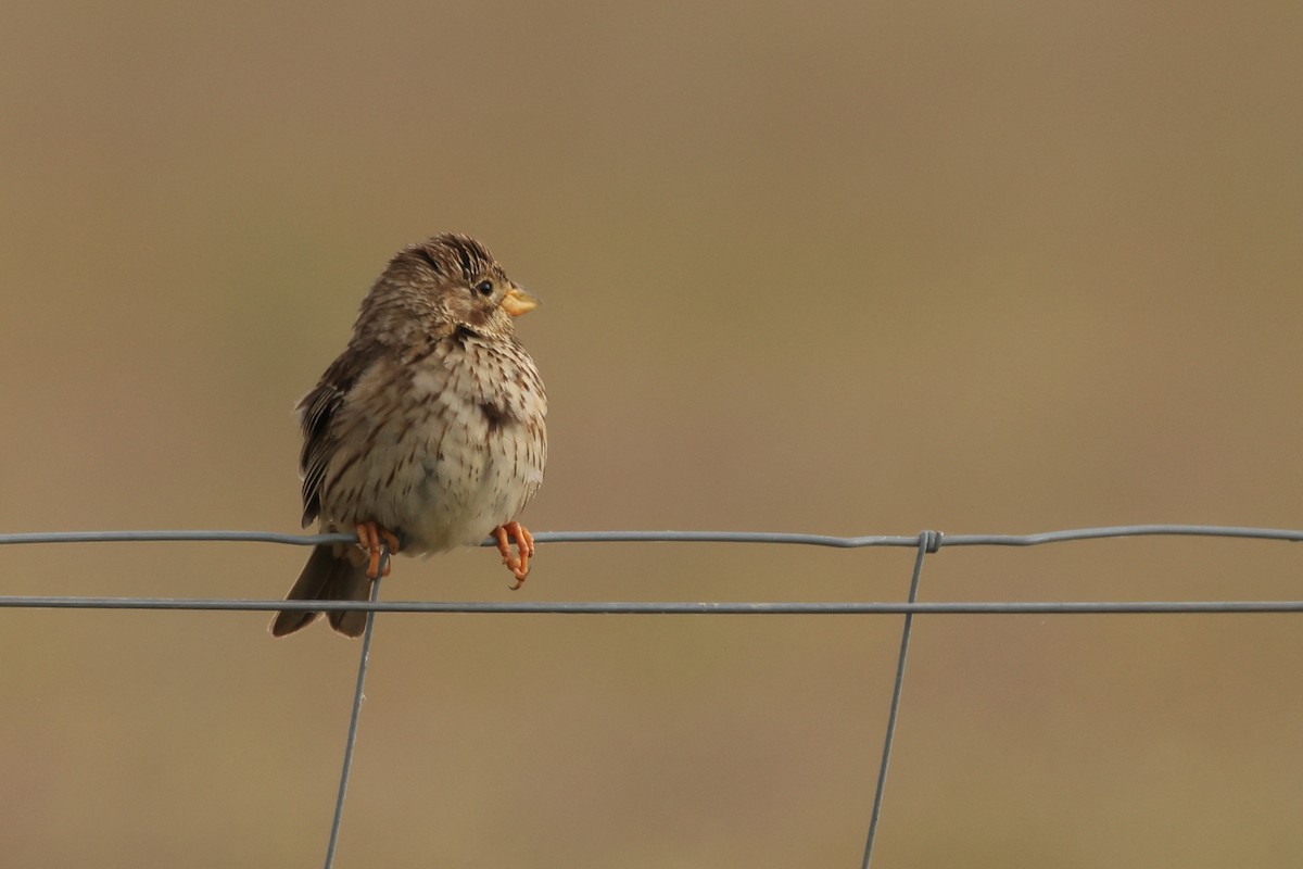 Corn Bunting - ML618776867