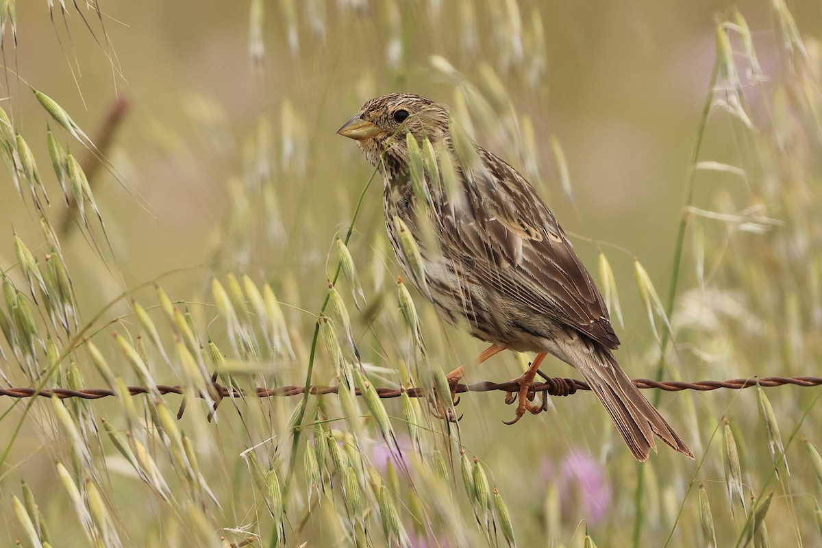 Corn Bunting - ML618776868