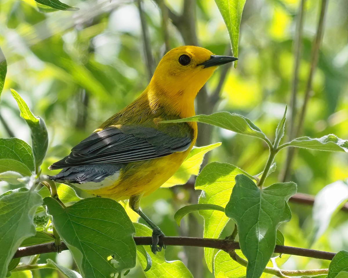 Prothonotary Warbler - ML618776870