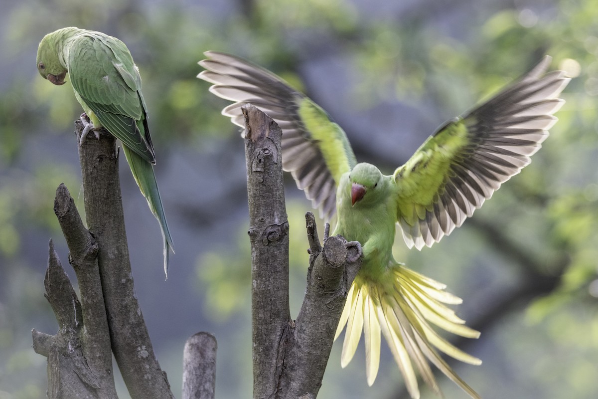 Rose-ringed Parakeet - Guido Van den Troost