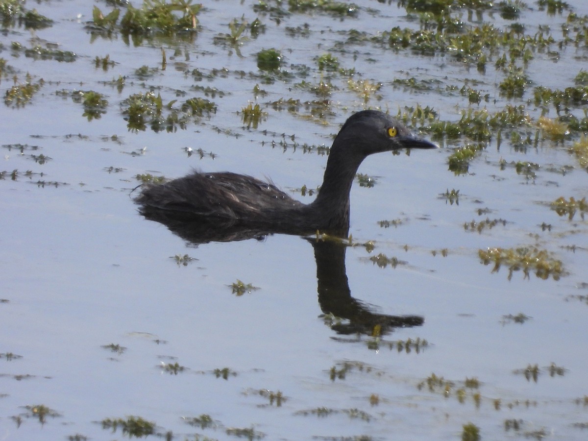 Least Grebe - Glenda Tromp