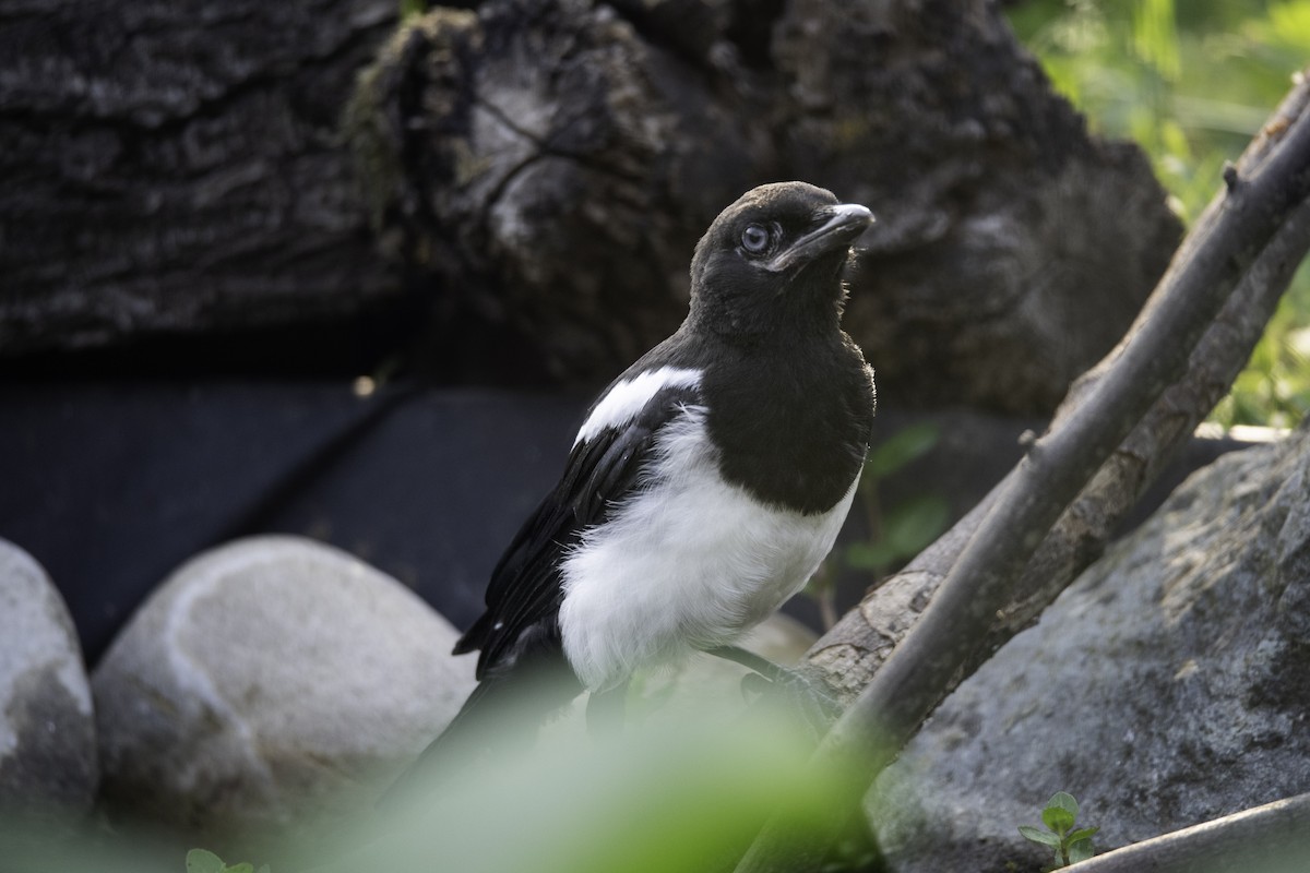 Eurasian Magpie - Guido Van den Troost