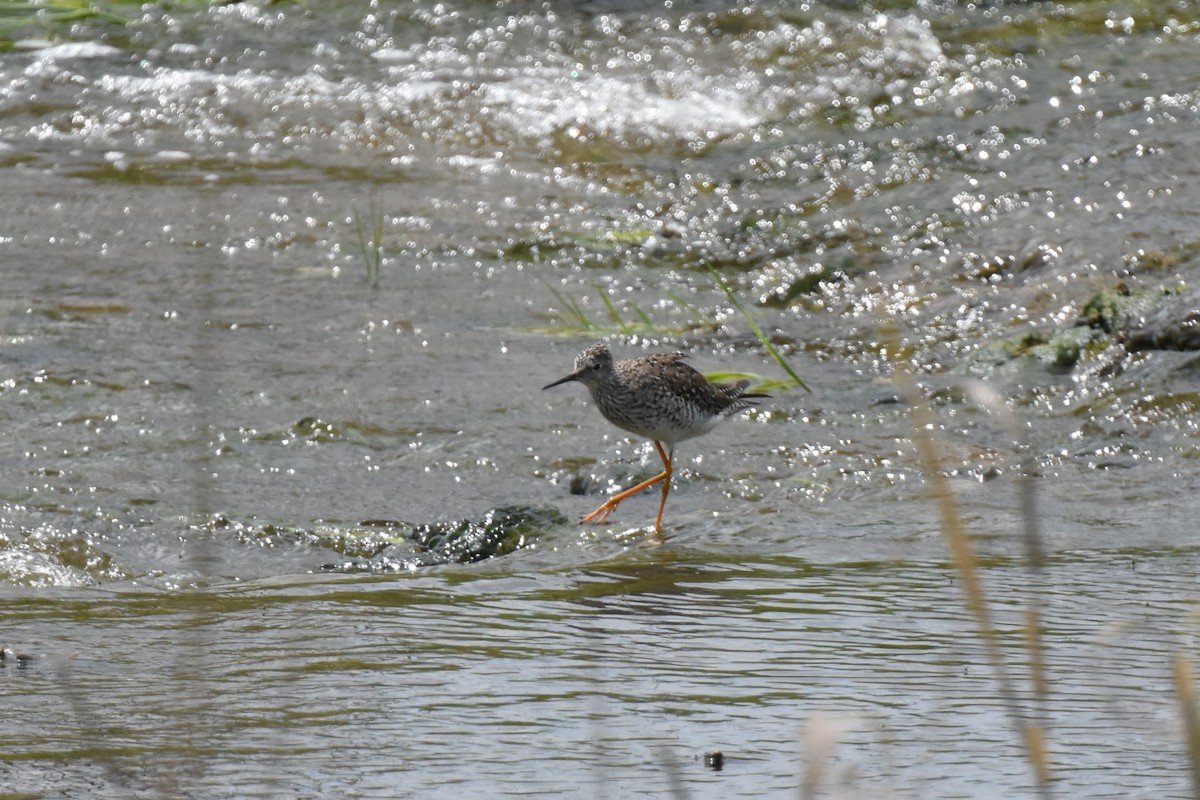 Lesser Yellowlegs - James Thompson