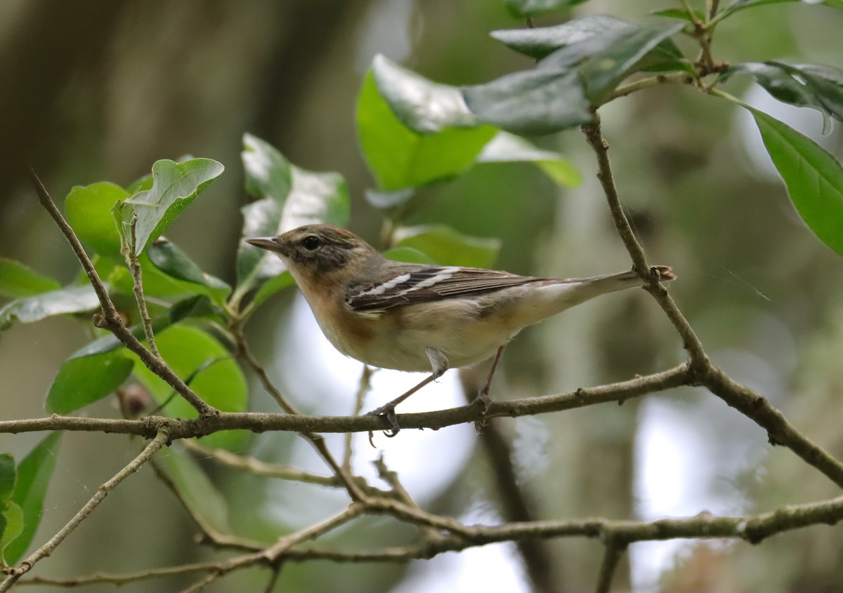 Bay-breasted Warbler - Zach DuFran