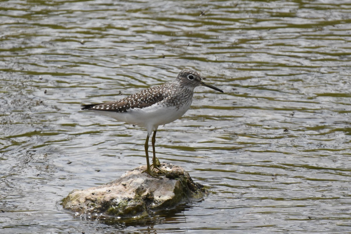 Solitary Sandpiper - James Thompson