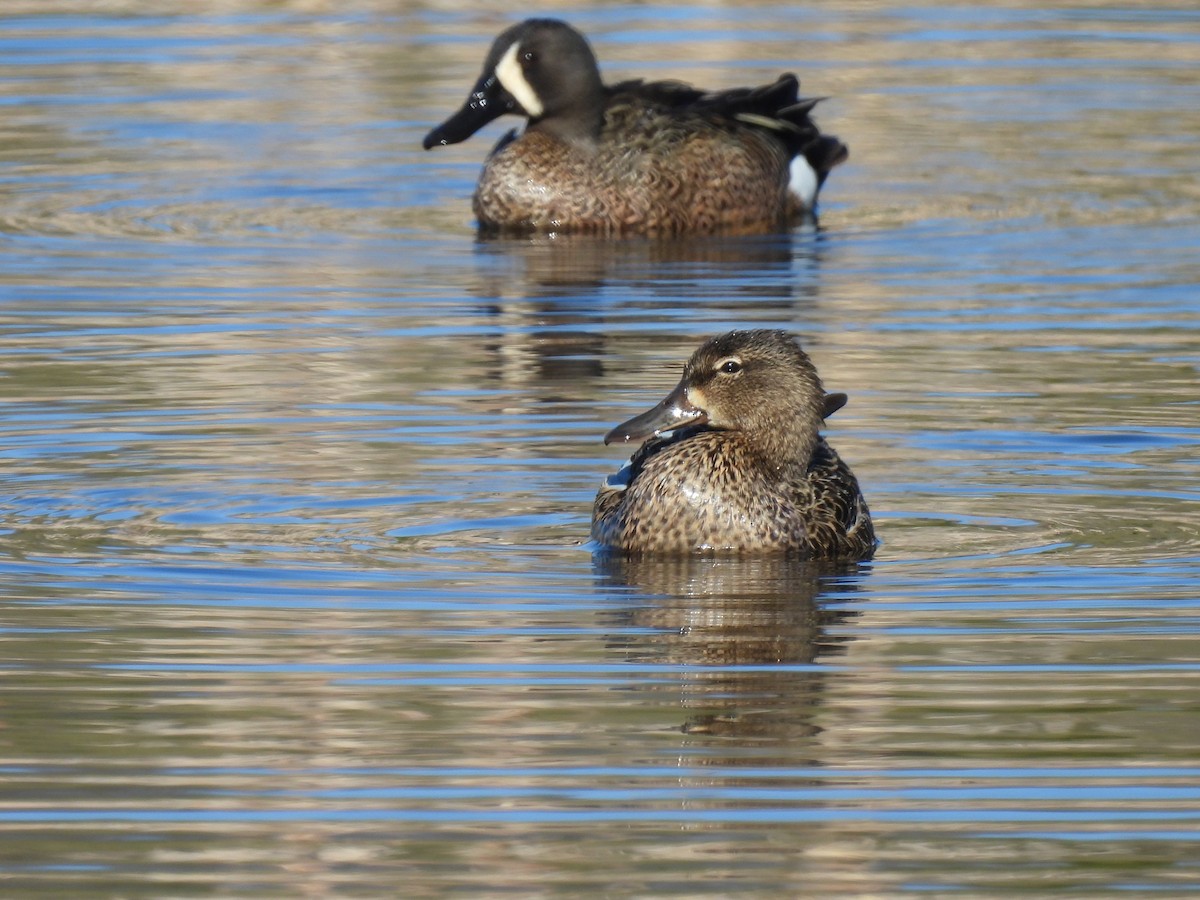 Blue-winged Teal - Philippe Jobin