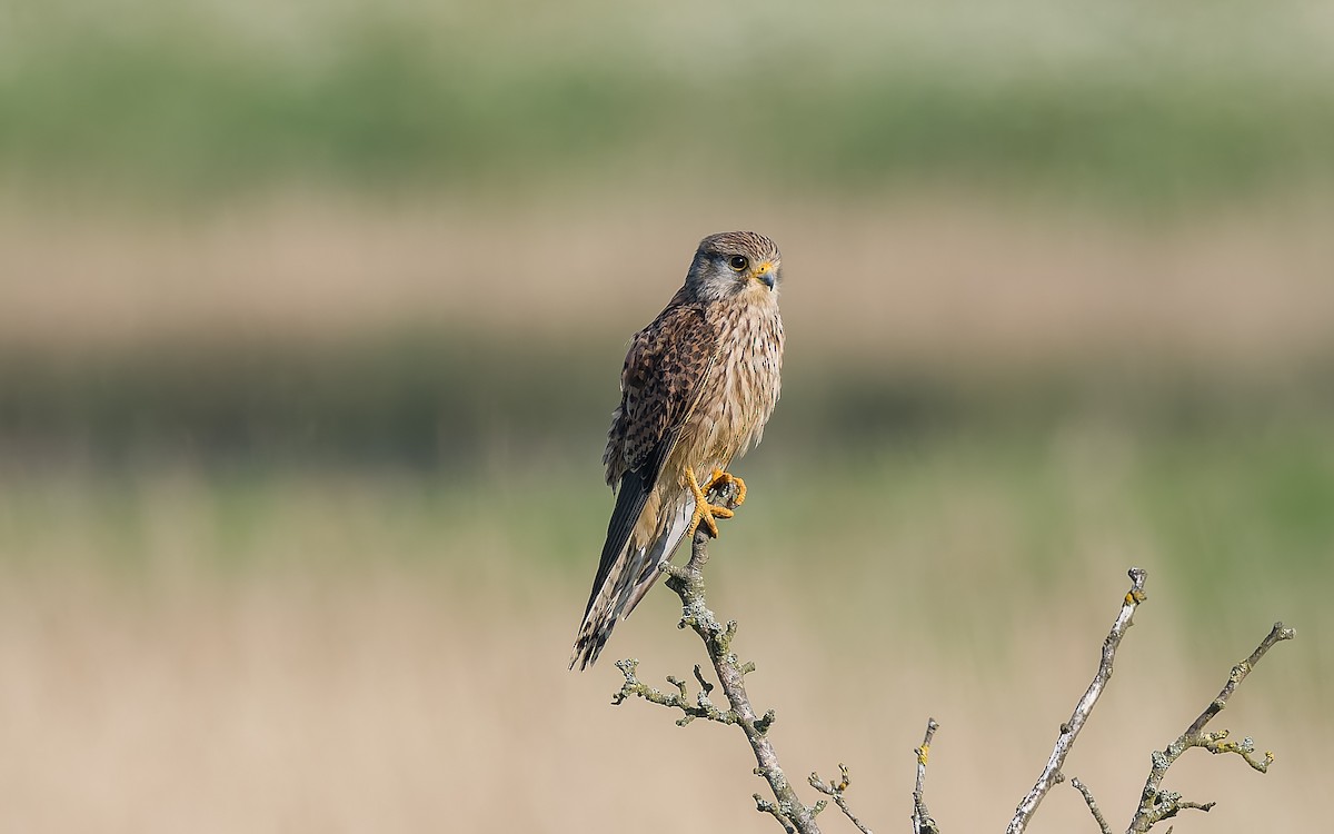 Eurasian Kestrel - Peter Kennerley