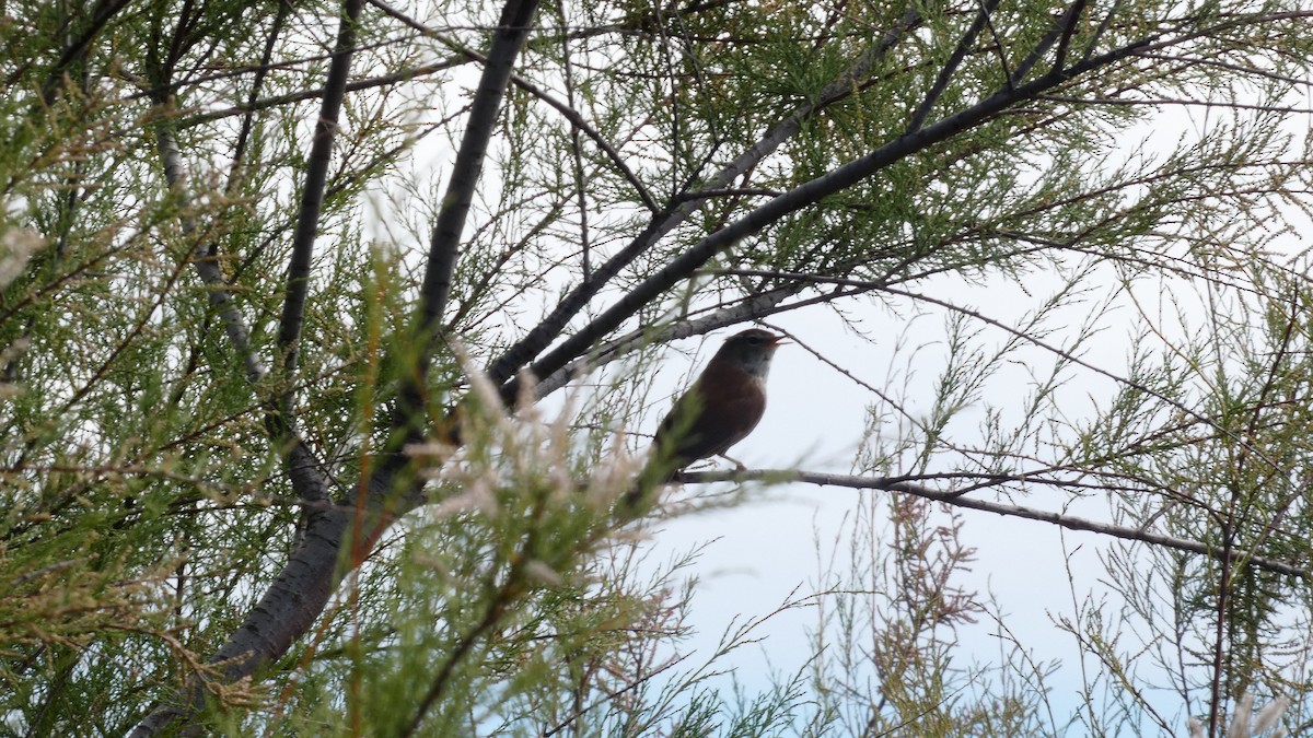 Cetti's Warbler - Juan Francisco Fernández Bravo