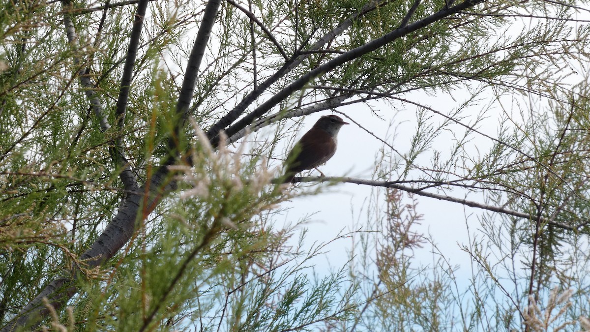 Cetti's Warbler - Juan Francisco Fernández Bravo