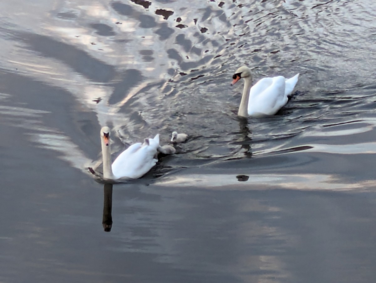 Mute Swan - ML618776943