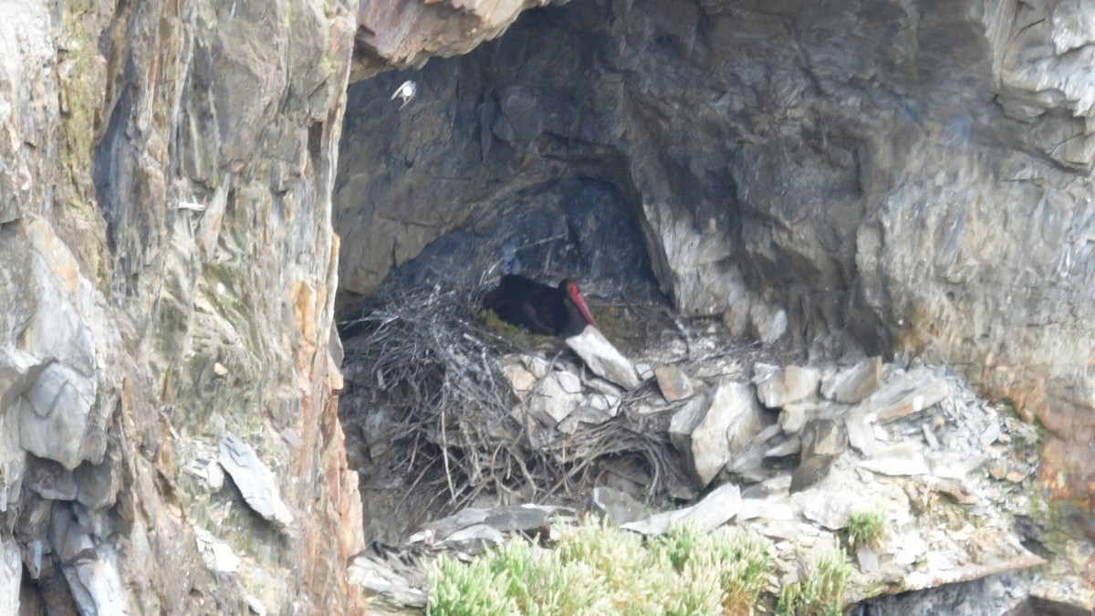 Black Stork - Carl Winstead