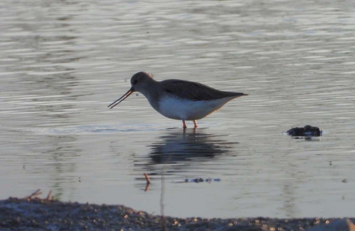 Terek Sandpiper - Jon Iratzagorria Garay