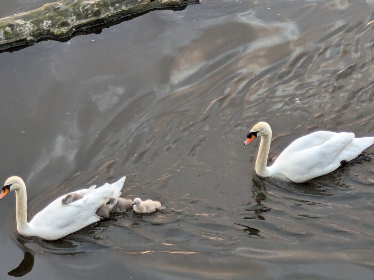 Mute Swan - ML618776960